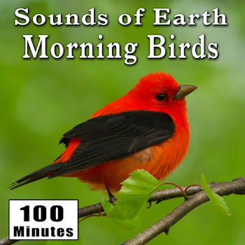 Nature Sounds - Early Morning Wild Birds Chirping And Activity (Songbirds) [Singing Bird Ambience Sound Effects]