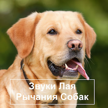Звук Лая Собаки - Громкий Лай Собаки Звук Ft Лай Собаки & The Sound Of A Dog Barking